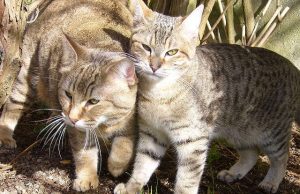 Pixiebob Shorthair – die Kurzhaarige Schwester der Longhair-Version