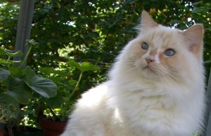 RagaMuffin – Plüschige Schönheit mit tollem Charakter