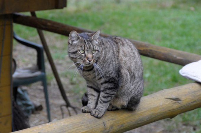 Fremde Katzen sind nicht „herrenlos“