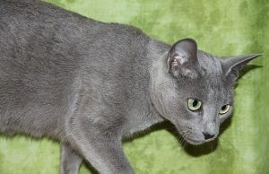 Russisch Blau – Pure Ausstrahlung und Eleganz Russisch Blau Katze