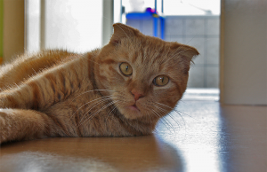 Scottish Fold Longhair – Edle Langhaar-Katze mit Prestige