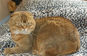 Scottish Fold Shorthair – Die Kurzhaarige Schwester der Scottisch Fold Longhair