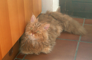 Selkirk Rex – Eine wuschelige Locken-Beauty