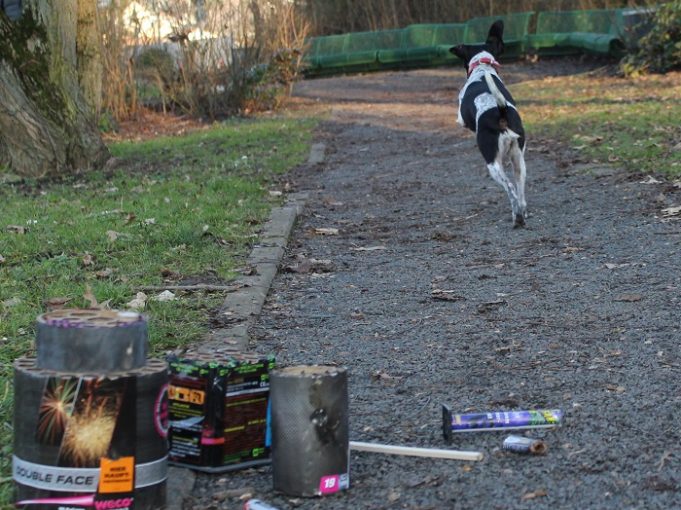 TASSO e.V. fordert mit breitem Aktionsbündnis ein endgültiges Verbot der privaten Silvesterböllerei PM-Silvester_Hund-rennt-weg_(c)TASSO-e-V