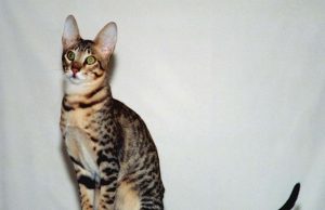 Serengeti – Exotische Seltenheit serengeti maennliche katze