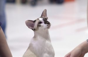 Seychellois Shorthair – seidig weiche Kurzhaarkatze