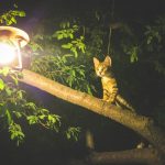 Katze bei nacht