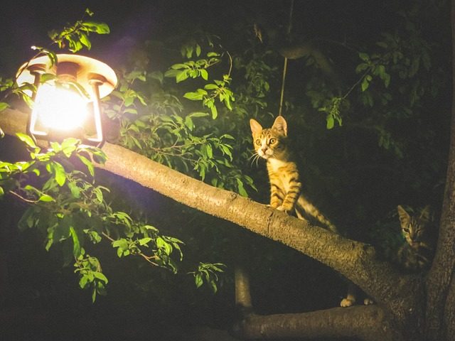 Katze bei nacht