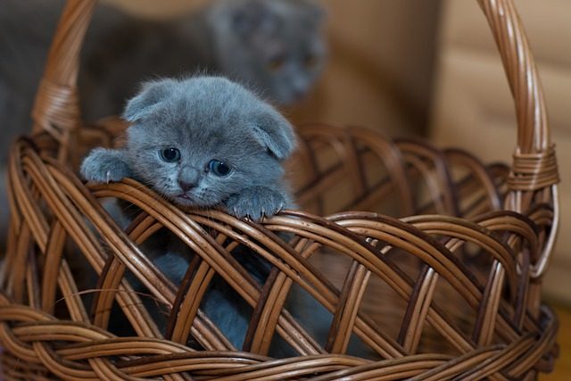 Katze im Korb