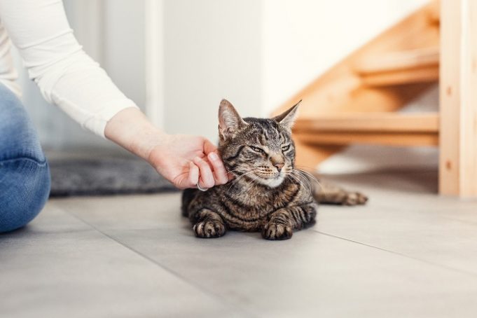 Kann ich mir ein Tier leisten? Finanzielle Absicherung ist bei der Aufnahme eines Tieres unverzichtbar Katze streicheln