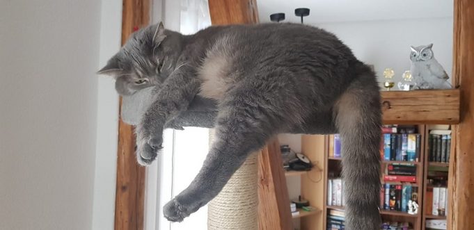 Tränen der Katzen: Können Katzen wirklich weinen katze kratzbaum