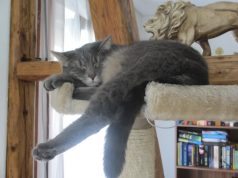 Wie Sie Ihre Katze für eine Messe vorbereiten: Der ultimative Leitfaden katze schläft tief