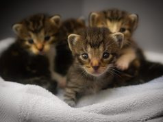 Katzenfakten: 10 erstaunliche Tatsachen über unsere pelzigen Freunde