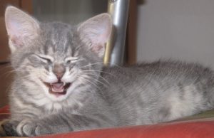 Videos über Katzenausstellungen können nützlich sein lachende katze, F