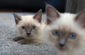 Die Siamkatze – Klassische Schönheit mit Legendenstatus