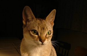 Singapura – Grazil und Sprung kräftig