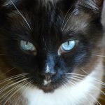 Snowshoe Katze Snowshoe Katze