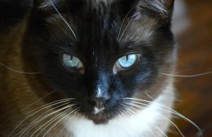 Die Snowshoe – Junge Rasse mit viel Potenzial