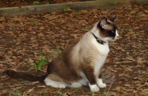 Snowshoe Longhair – Freche Schönheit mit „Söckchen“