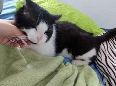 Wiedersehen nach 7,5 Jahren Kater Zorro wird 15 Kilometer von seinem Zuhause entfernt gefunden -Kater-Zorro