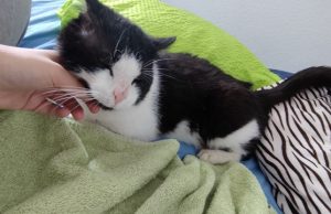 Wiedersehen nach 7,5 Jahren Kater Zorro wird 15 Kilometer von seinem Zuhause entfernt gefunden -Kater-Zorro