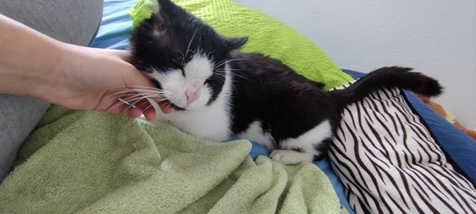 Wiedersehen nach 7,5 Jahren Kater Zorro wird 15 Kilometer von seinem Zuhause entfernt gefunden -Kater-Zorro