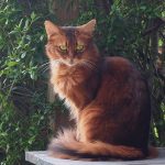 Somali Katze Somali Katze