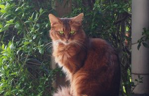 Somali – So schön und so faszinierend