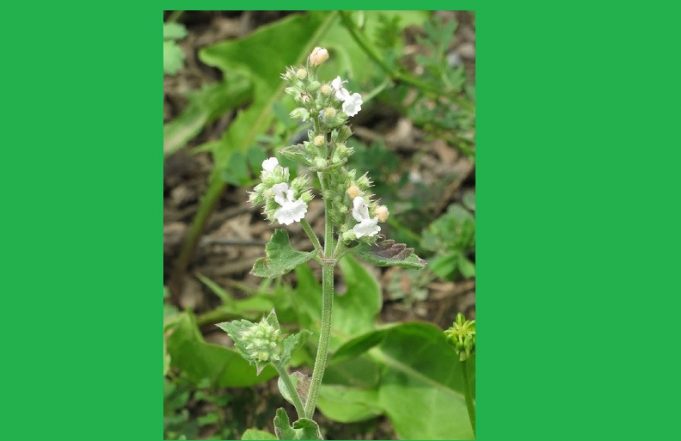 Kann man einer Katze zu viel Katzenminze geben? katzenminze