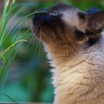 thai katze thai katze