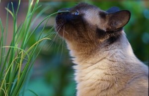 Thai-Katze – ursprüngliche Katzenrasse mit kräftigem Aussehen thai katze