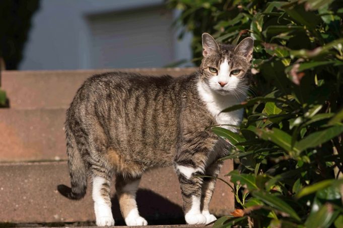 Hitzefallen vermeiden – Mit Hund, Katze und Kleintier sicher durch die heißen Tage