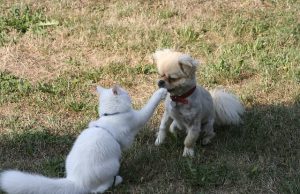 Tibeter – Eine traumhafte Katzenrasse mit Stil Hund spielt mit Tibeter Katze