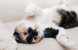 Katze erbricht weißen Schaum: Ursachen und was Sie tun können