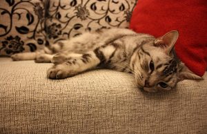 So halten Sie Tierhaare von Sofakissen fern Katze auf Sofa
