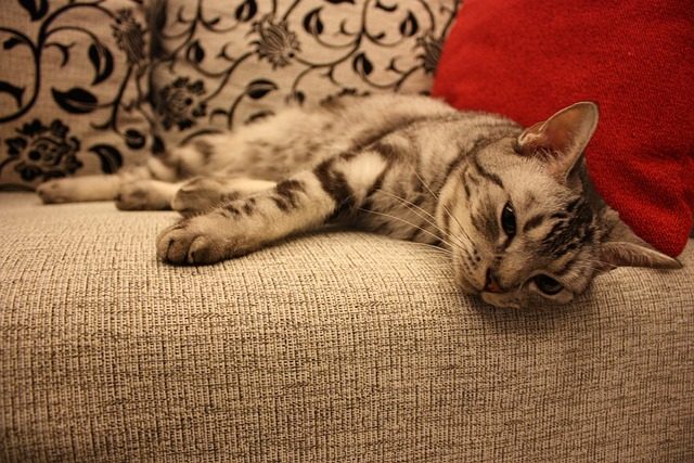 Katze auf Sofa
