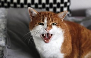 Katze faucht ohne Grund – was hat sie? Katze faucht