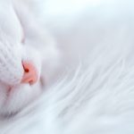 Katze schlaf Katze schlaf