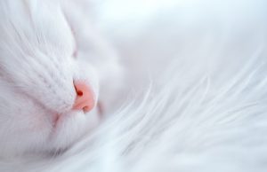 Was bedeutet es, wenn meine Katze im Schlaf zuckt? Träumt sie dann? Katze schlaf