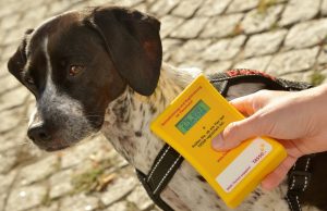 Entlaufen, vermisst, wiedervereint