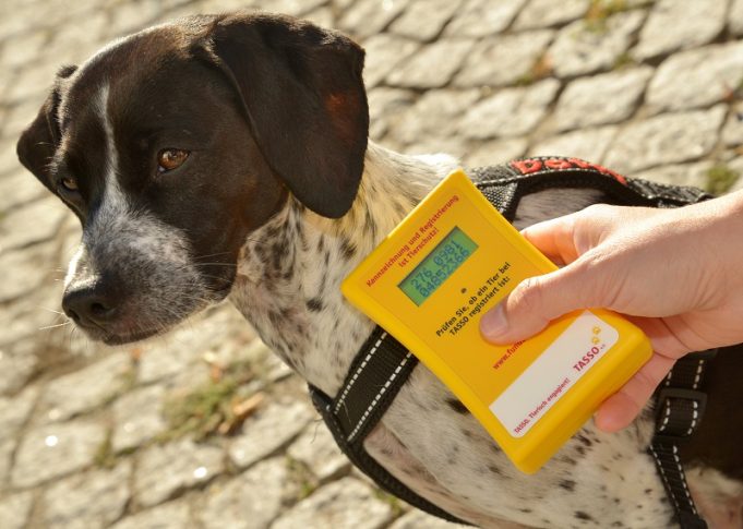 Entlaufen, vermisst, wiedervereint