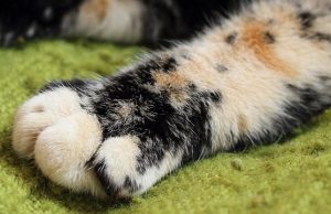Eingewachsene Klaue der Katze: Ursachen, Symptome und Behandlung Katzenpfote
