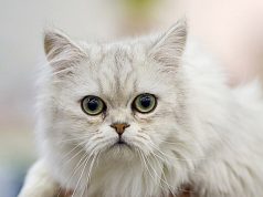 Tiffanie – Wuschelige Samtpfote mit Herz