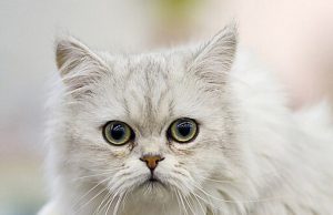 Tiffanie – Wuschelige Samtpfote mit Herz