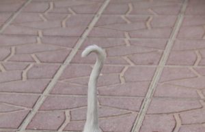 Ist meine Katze zu dünn? Die Bedeutung eines gesunden Gewichts bei Katzen dünne katze