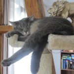 faule katze faule katze
