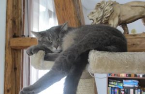 5 Gründe, warum Katzen so faul sind faule katze