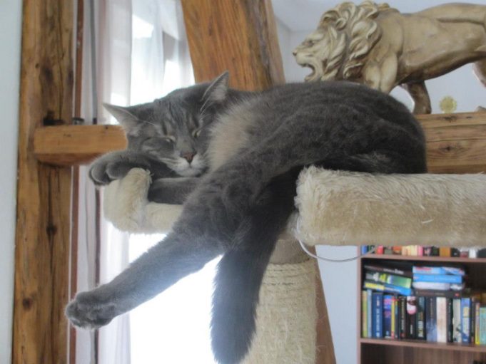 5 Gründe, warum Katzen so faul sind faule katze