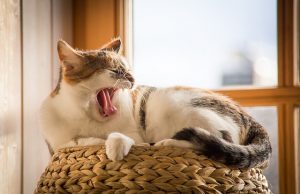 Katze wedelt mit dem Schwanz beim Schnurren: Eine Verhaltensanalyse katze auf kratzbaum