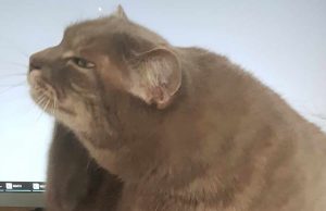 Warum kratzt sich meine Katze ständig an den Ohren? katze kratzt sich